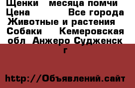 Щенки 4 месяца-помчи › Цена ­ 5 000 - Все города Животные и растения » Собаки   . Кемеровская обл.,Анжеро-Судженск г.